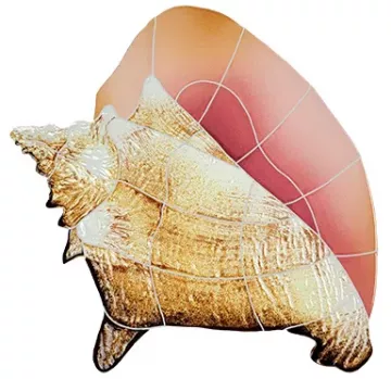 Artistry In Mosaics Conch Shell Porcelain Pool Design 10" x 12"